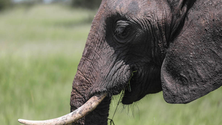 Circle of Life: Elephant Tramples Big Game Hunter to Death